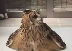 猫头鹰中暑记 一个关于疏忽与网络梗的夏日小插曲